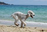 BEDLINGTON TERRIER 044
